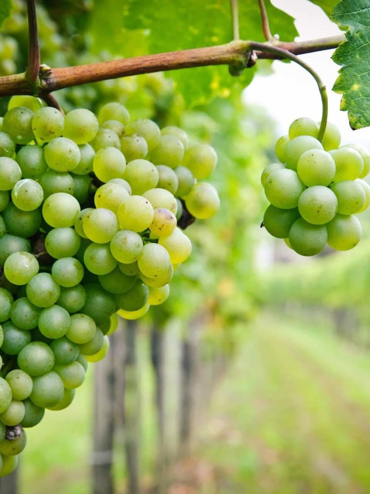 Villa des Croix Picpoul de Pinet 2024