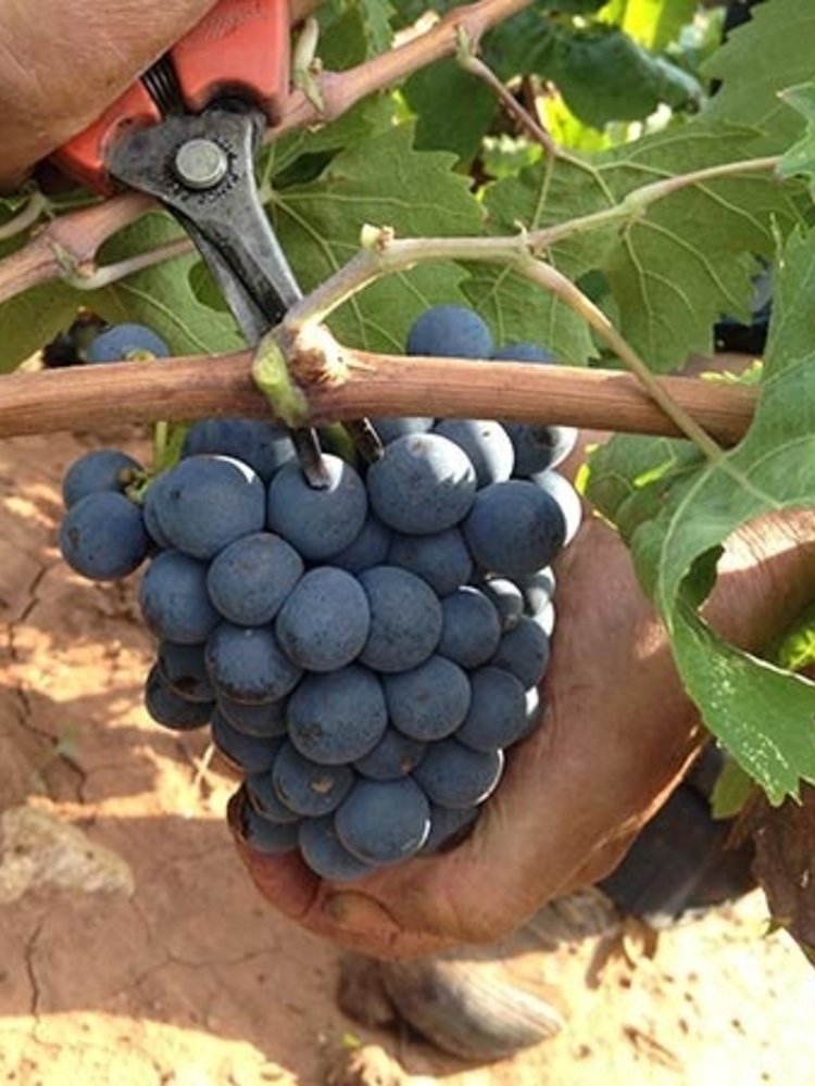 Jas d'Esclans Rouge Cru Classé 2022