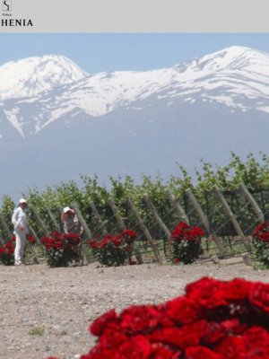 Sophenia Altosur Torrontes 2020