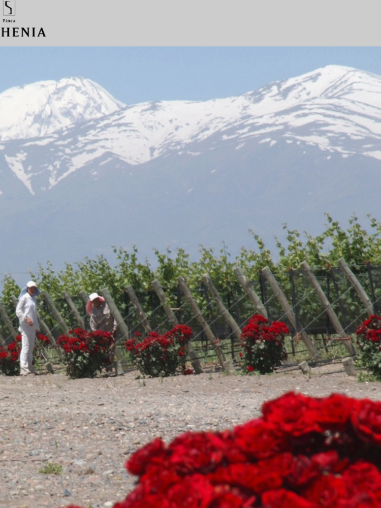 Sophenia Chardonnay Reserve 2020