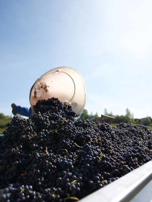 Château Grand-Launay Château Grand-Launay Rouge BIO 2023