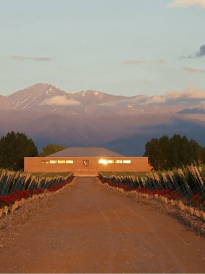 Sophenia Synthesis Cabernet Sauvignon 2019