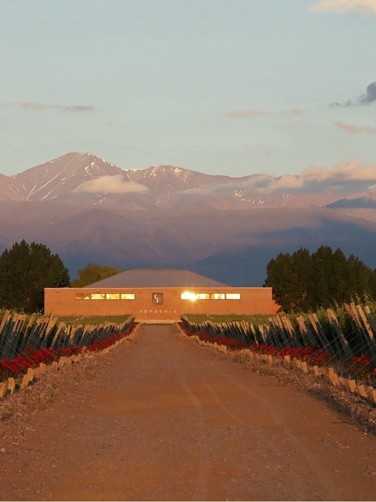 Sophenia Synthesis Cabernet Sauvignon 2019