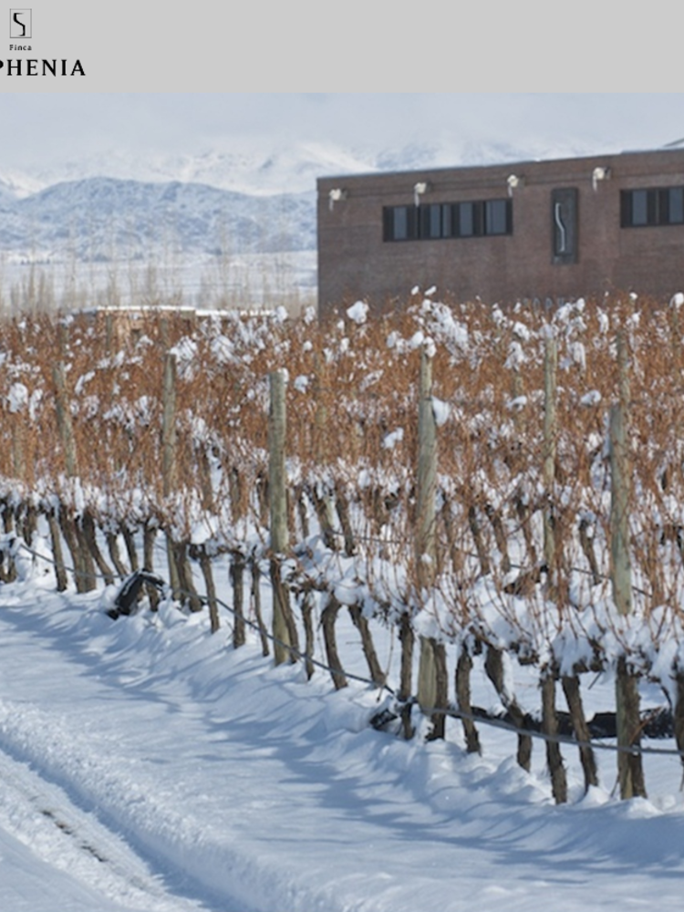 Sophenia Synthesis Cabernet Sauvignon 2019