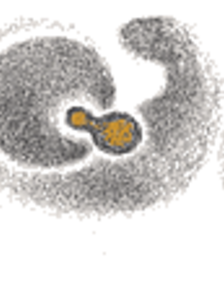 Stefano Amerighi Syrah 2022