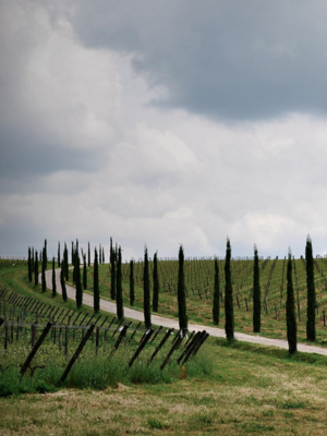 Stefano Amerighi Syrah 2022