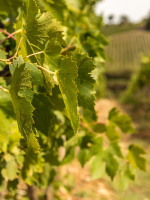 Stefano Amerighi OP AANVRAAG VERKRIJGBAAR | Syrah BIO 2022