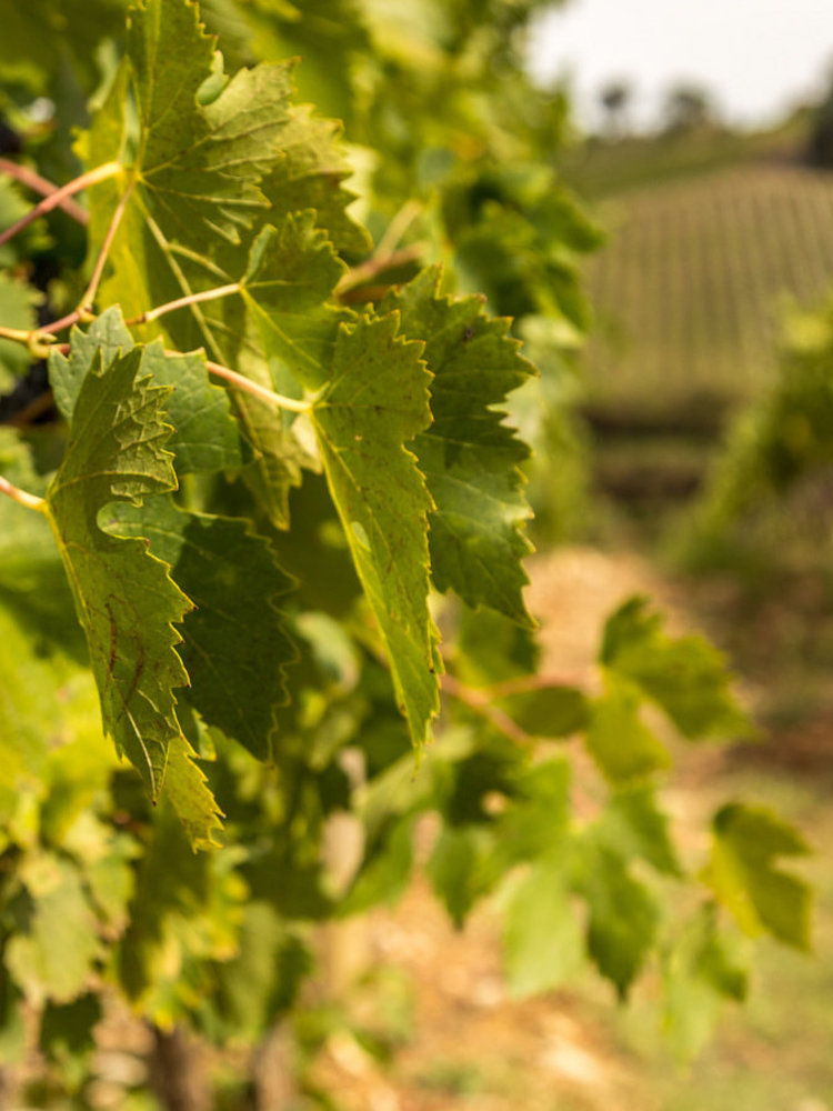 Stefano Amerighi Syrah 2022