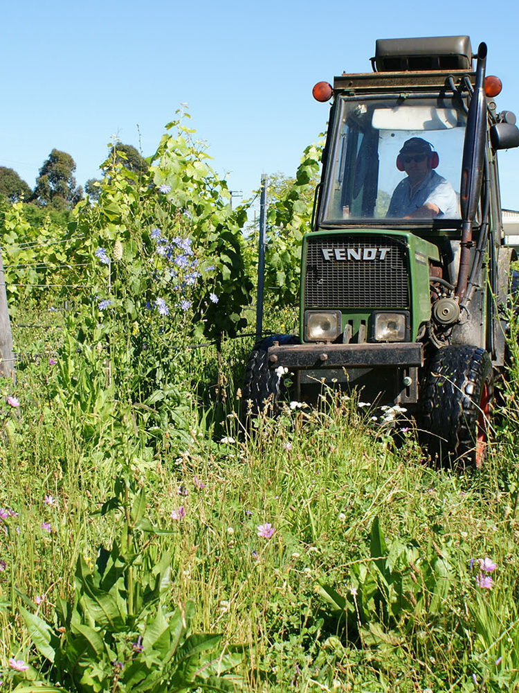 Richmond Plains - 15700728 Sauvignon Blanc 2022