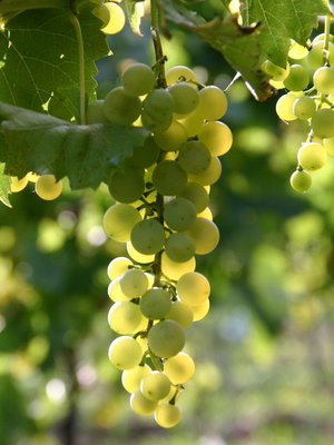 Gustavshof Riesling Dittelsheim Trocken 2023