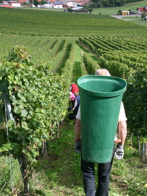 Gustavshof Riesling Kalkstein Trocken 2021