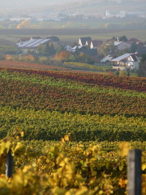 Gustavshof Riesling Kalkstein Trocken 2022