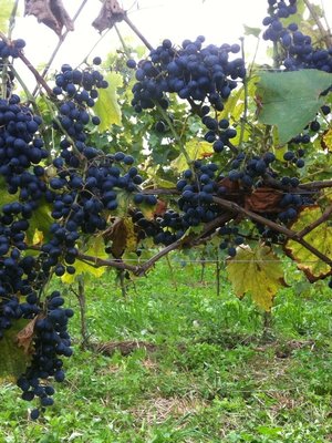 Gustavshof Spätburgunder Jomax BIO 2023