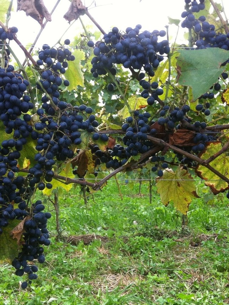 Gustavshof Spätburgunder Jomax BIO 2023