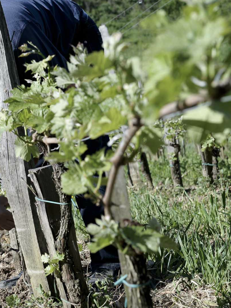 ChÃ¢teau Jean Faux Les Pins Francs Blanc 2020