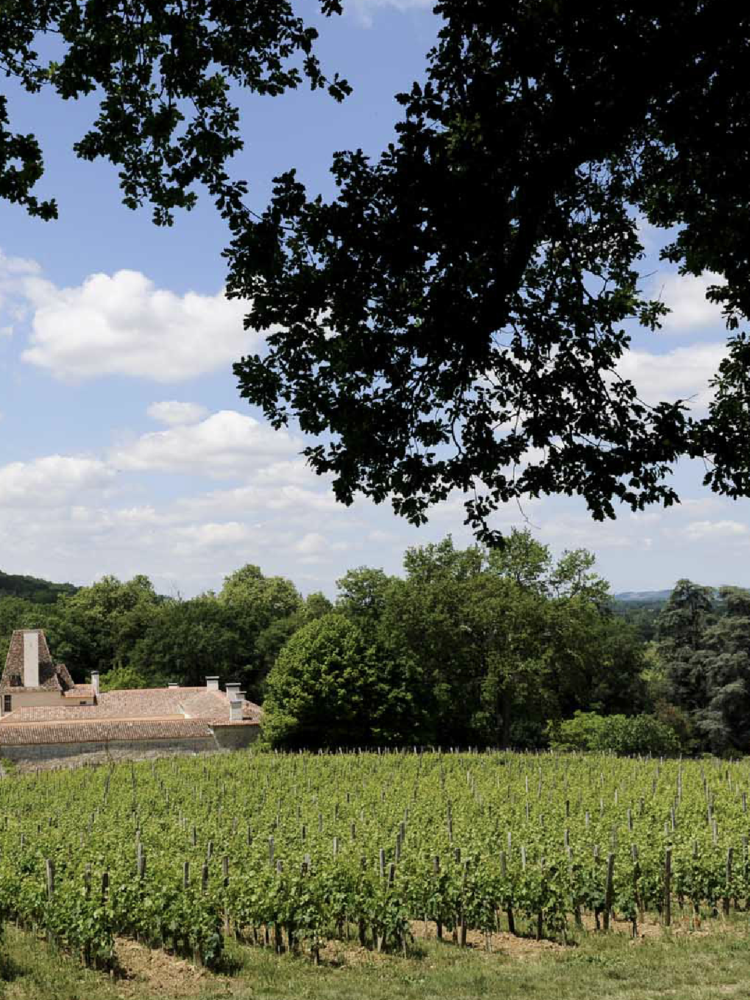 ChÃ¢teau Jean Faux Les Pins Francs Blanc 2020