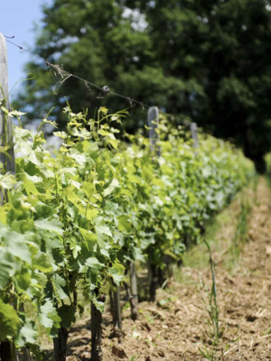 ChÃ¢teau Jean Faux Les Pins Francs Blanc 2020