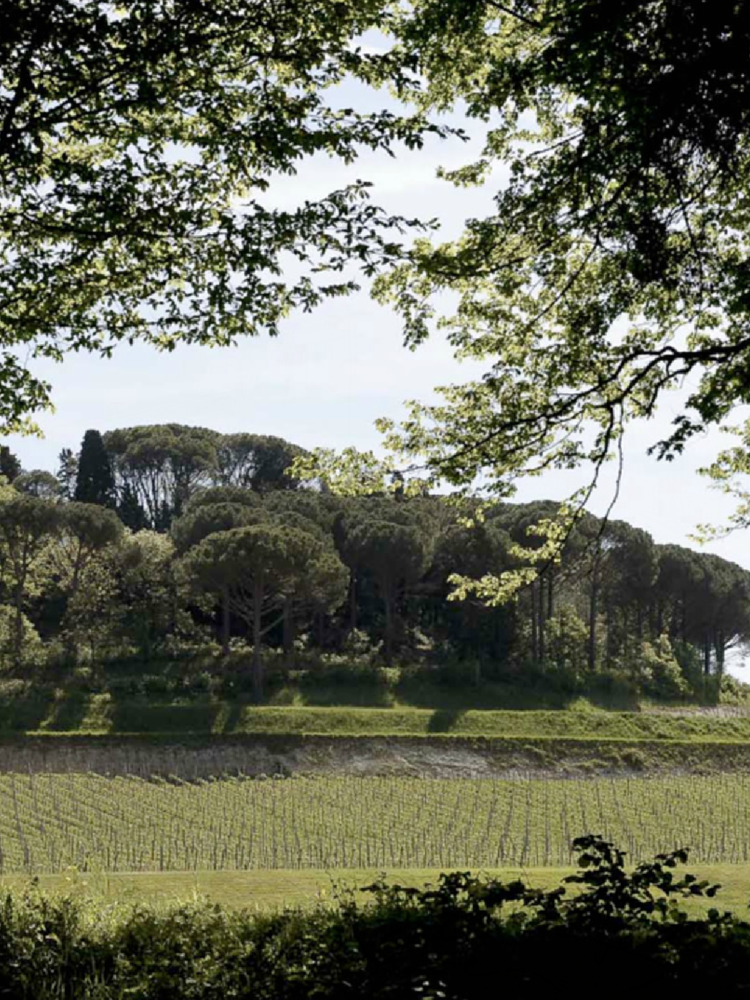 ChÃ¢teau Jean Faux Sainte Radegonde Blanc 2018