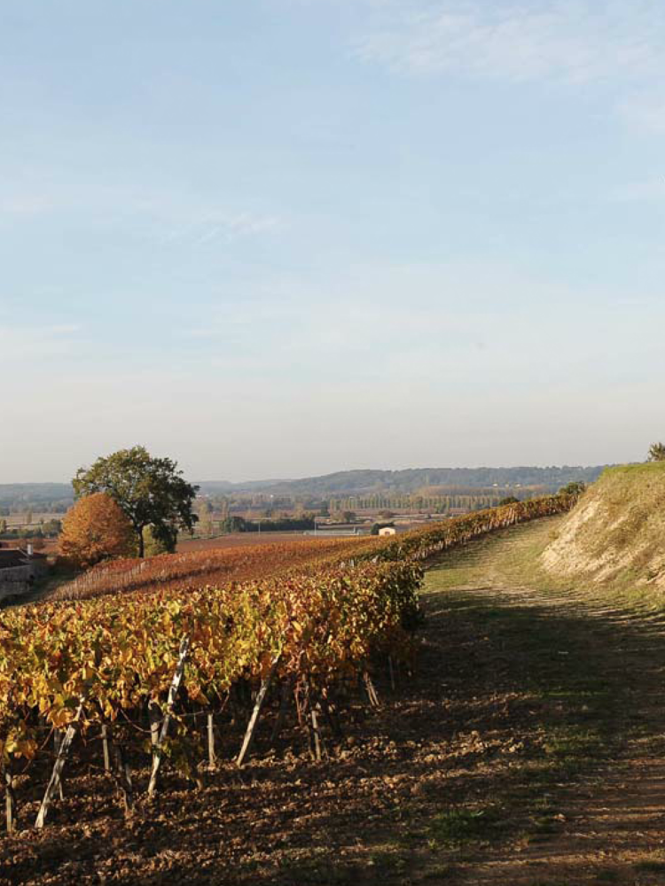 ChÃ¢teau Jean Faux Sainte Radegonde Blanc 2018