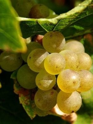 Château Pauqué Riesling Goldberg 2020