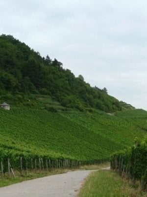 Château Pauqué Riesling Goldberg 2020