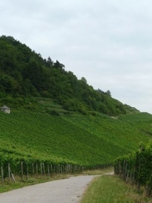 Château Pauqué Riesling Goldberg 2022