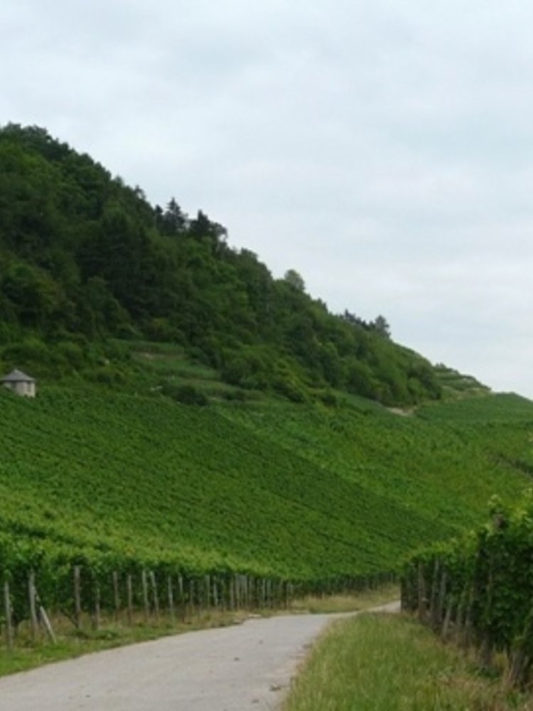 Château Pauqué Riesling Goldberg 2022