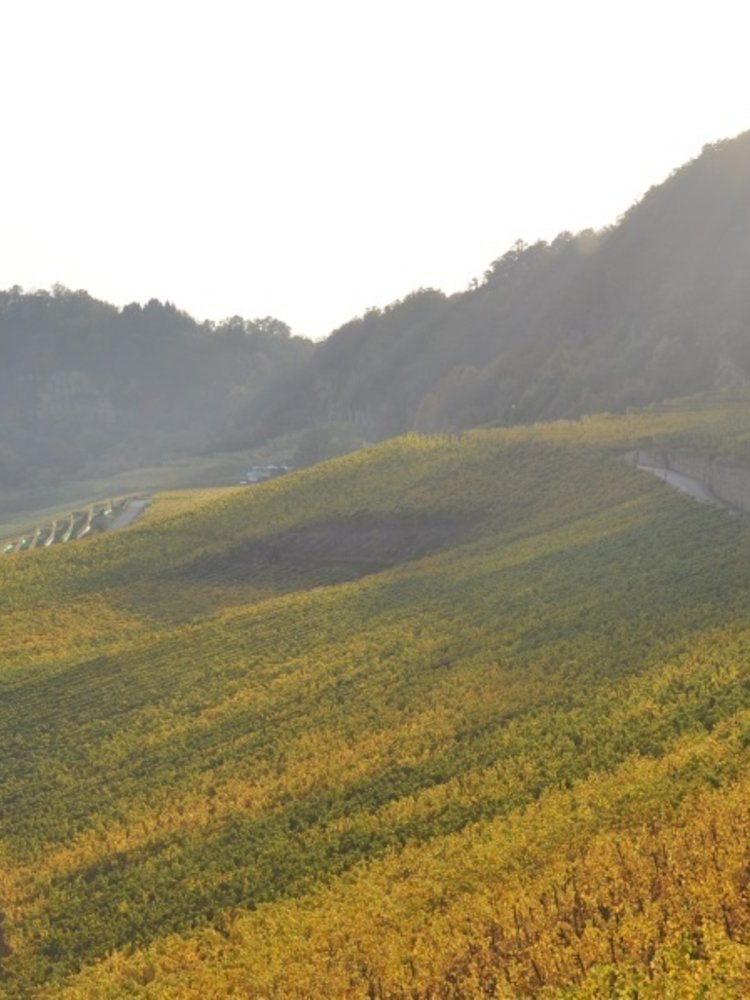 Château Pauqué Riesling Parada?Øs 2019