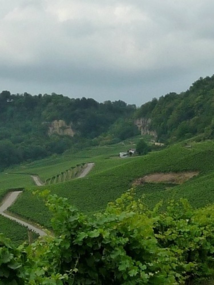 Château Pauqué Pinot Blanc Fossiles 2018