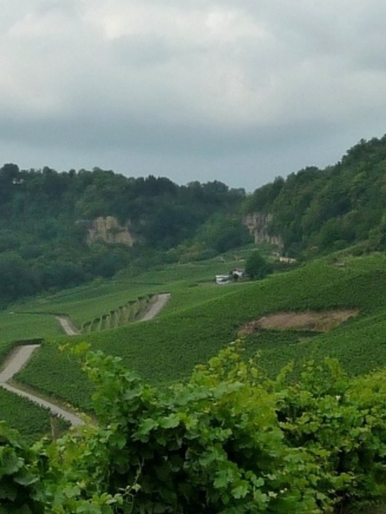 Château Pauqué Pinot Blanc Fossiles 2021