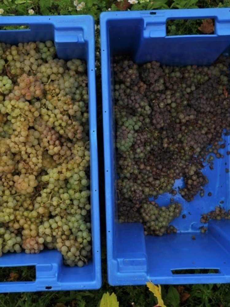 Château Pauqué Pinot Blanc Fossiles 2021