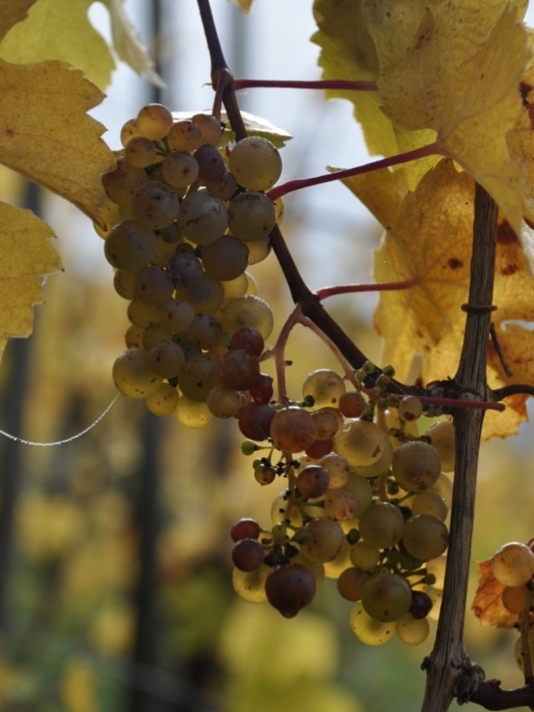 Château Pauqué Pinot Blanc Fossiles 2021
