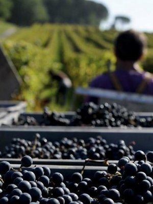 Château Jean Faux La Dame de Château 2021