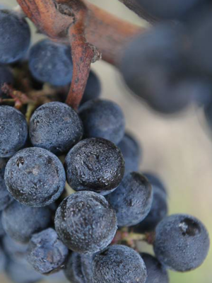 Château Jean Faux La Dame de Château 2021