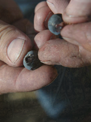 Château Jean Faux La Dame de Château 2021