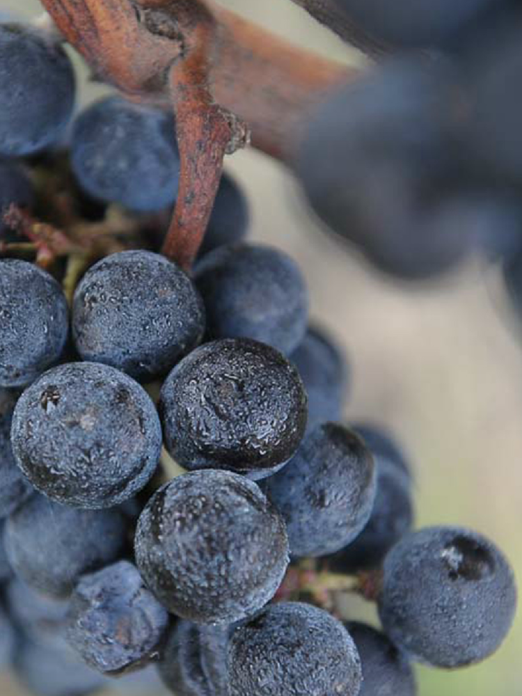 Château Jean Faux Sainte Radegonde Rouge 2017