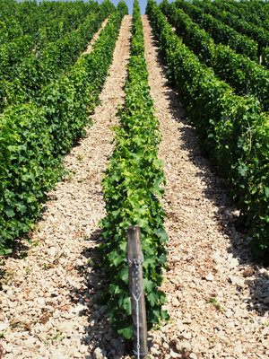 Vacheron Sancerre 2021