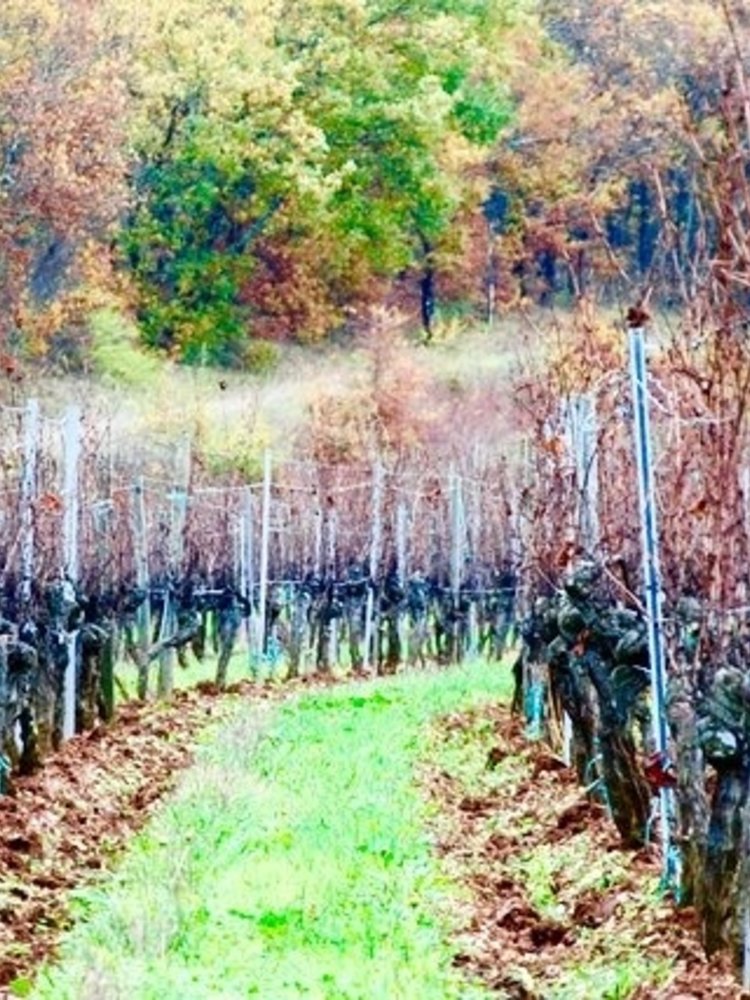 Château du Cèdre Le Cèdre Blanc 2018