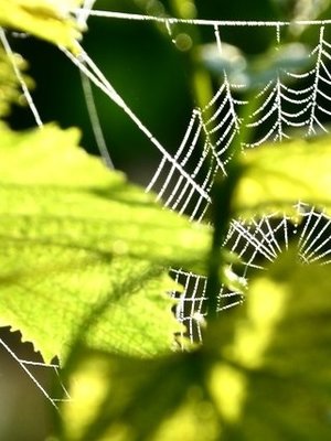 Château du Cèdre Le Cèdre Héritage 2021