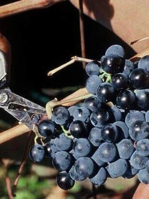 Domaine Deshenry's Deshenrys Rouge 2023