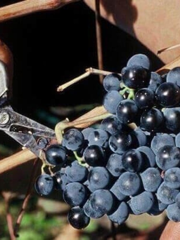 Domaine Deshenry's Deshenrys Rouge 2023