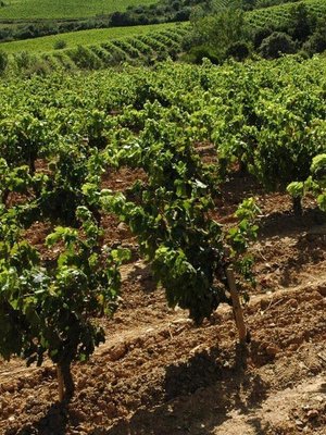 Domaine Deshenry's Domaine Desheny's 'Le Chant des Cigales' Rouge 2023