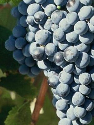 Domaine Deshenry's Domaine Desheny's 'Le Chant des Cigales' Rouge 2023