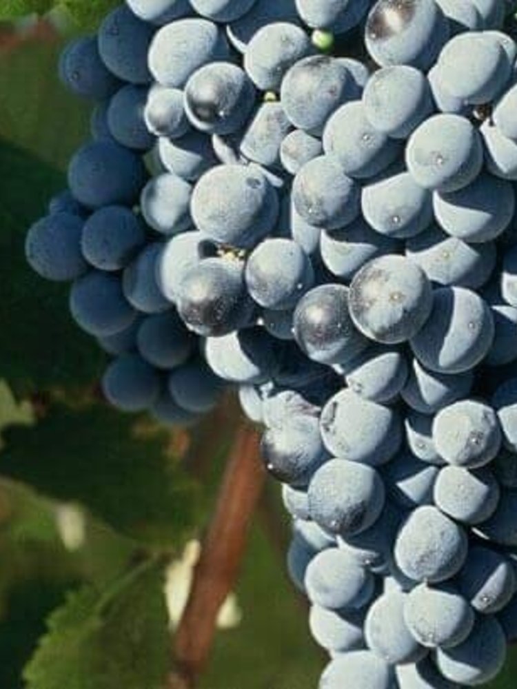 Domaine Deshenry's Domaine Desheny's 'Le Chant des Cigales' Rouge 2023