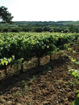 Abbaye Sylva Plana Faugeres Blanc 2024