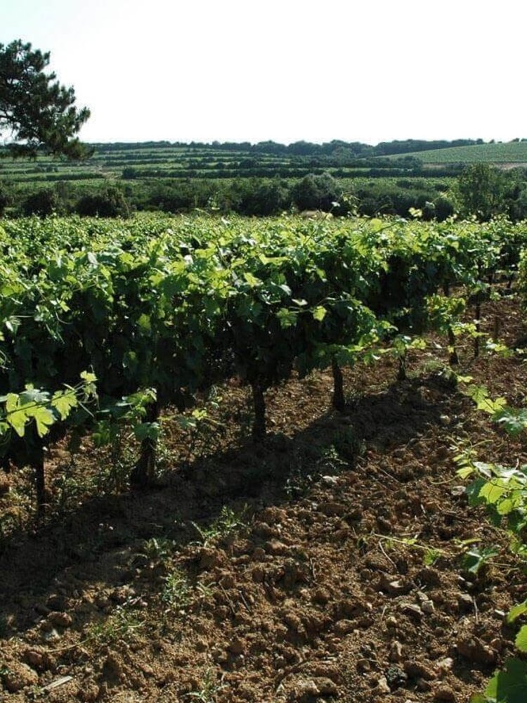 Abbaye Sylva Plana Faugeres Blanc 2024