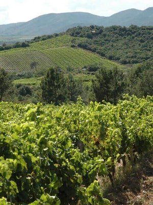 Abbaye Sylva Plana Faugeres Blanc 2024