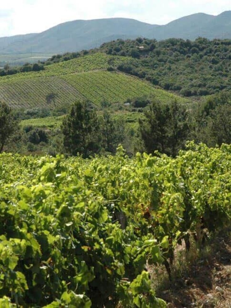 Abbaye Sylva Plana Faugeres Blanc 2020