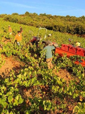 Abbaye Sylva Plana Faugères Blanc 2021