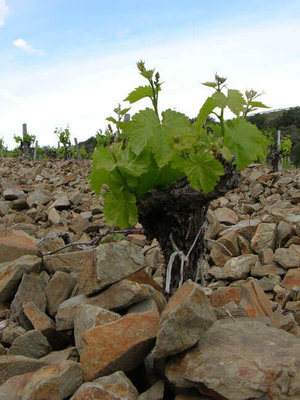 Abbaye Sylva Plana Faugeres Blanc 2024
